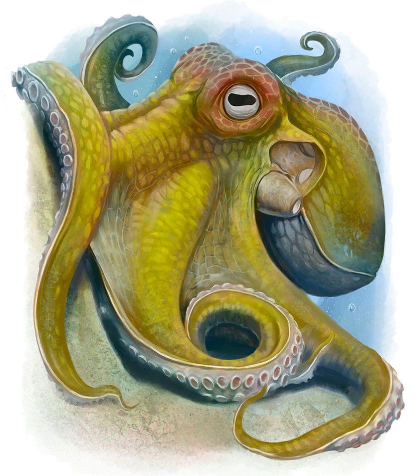 /static/user/tablero_fichas/Octopus.png