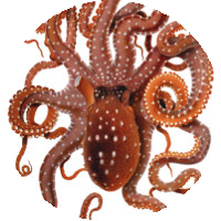 /static/user/tablero_fichas/Octopus_macropus_Merculiano8401.png